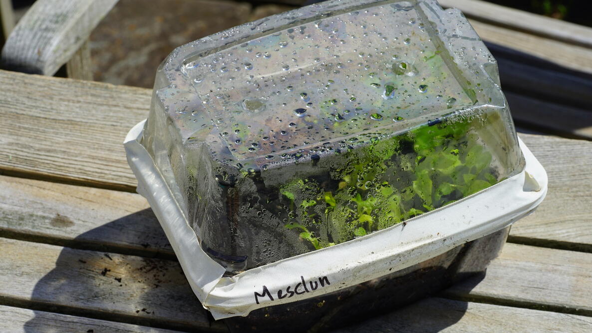 A fogged and wet plastic container filled with growing plants