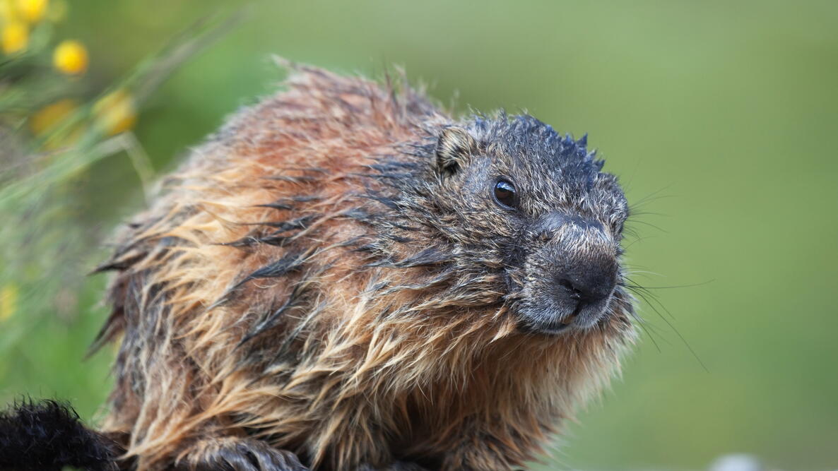 a woodchuck/groundhog in the garden
