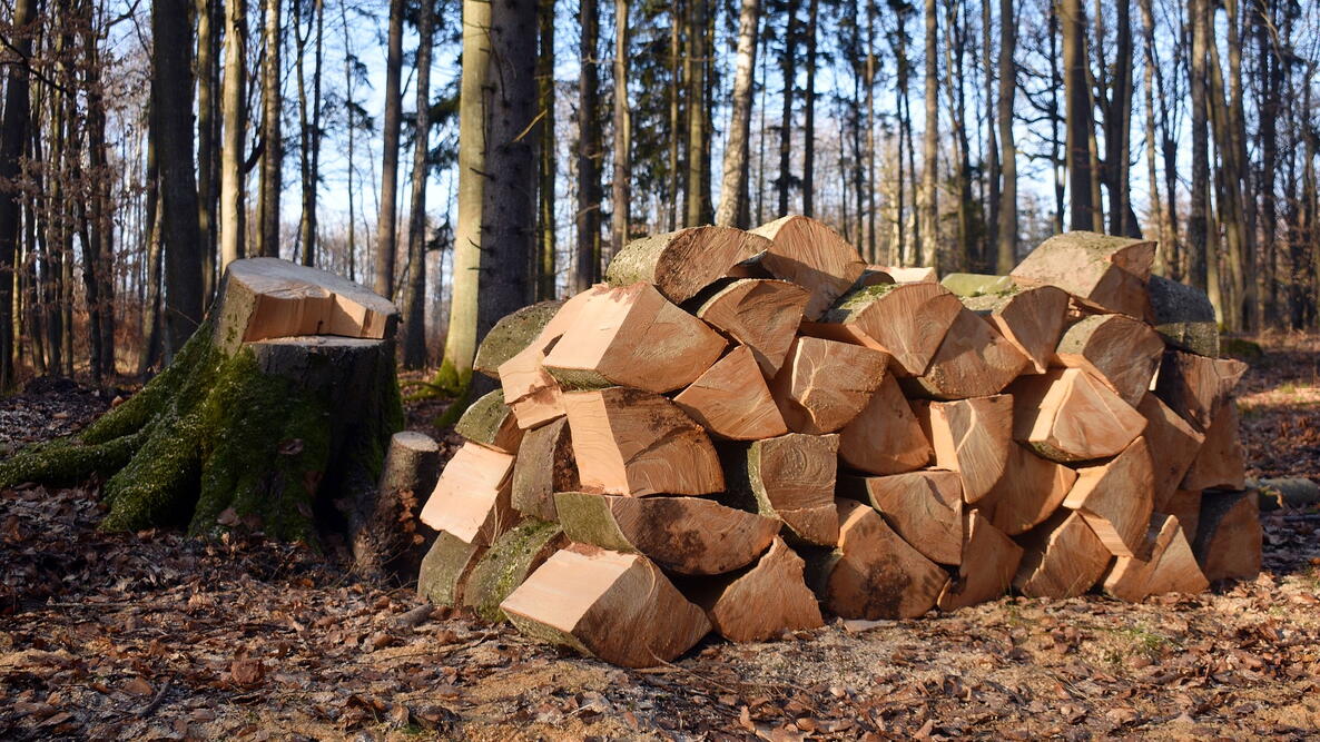 Wood pile next to trees