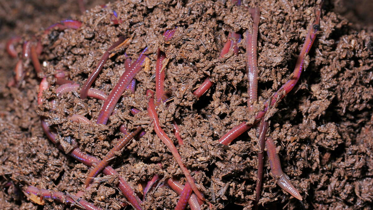 worm castings