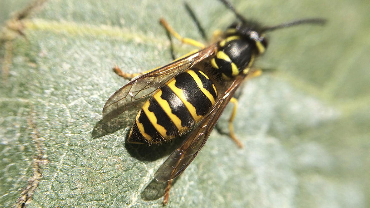 closeup of a yellow jacket