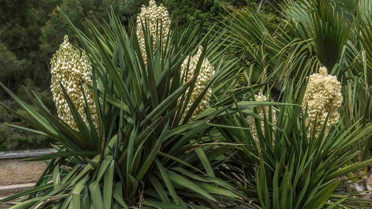 Yucca gloriosa, or Spanish dagger, growing outdoors.