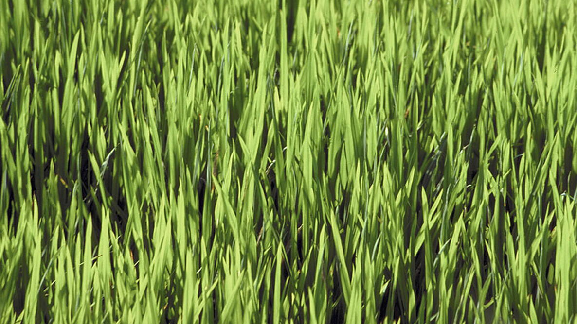 green grass