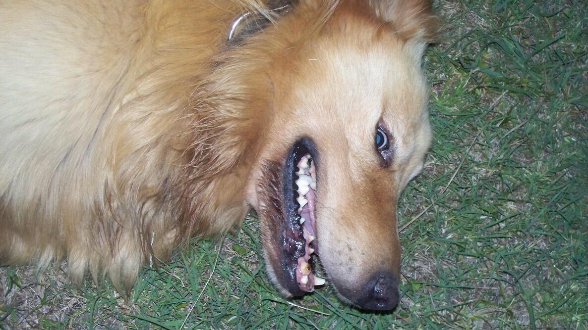 closeup of "smiling" dog, resting on lawn