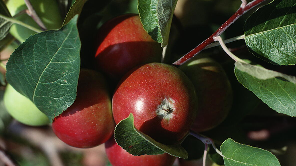 apples hanging on an apple tree