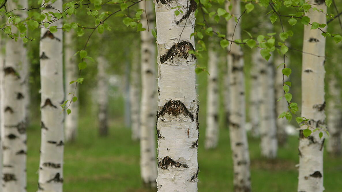 White Birch trees