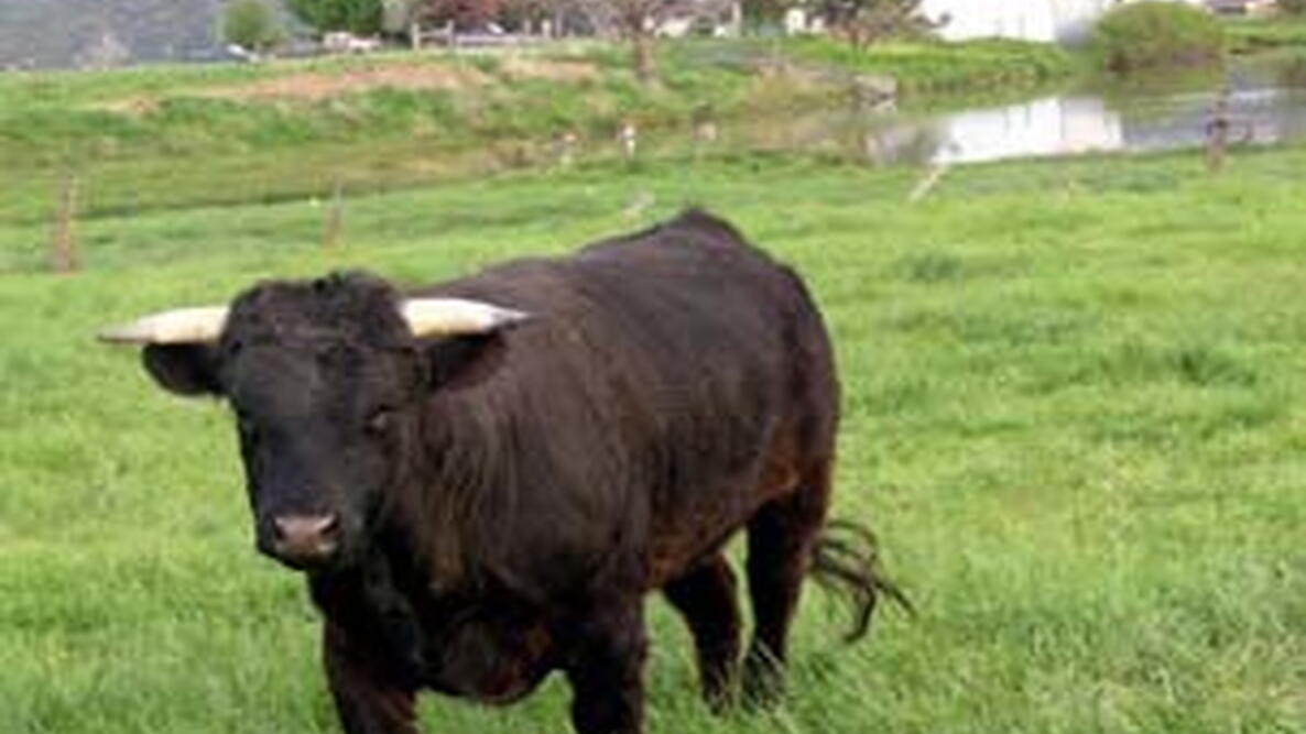 miniature cow