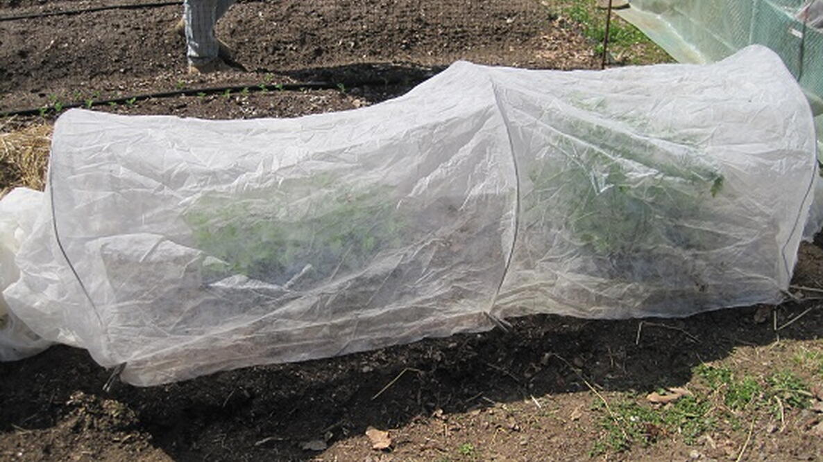 seedlings in a hoop house to harden them off