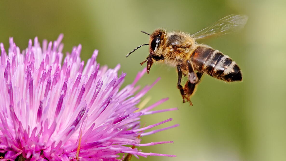 Honeybee and Flower