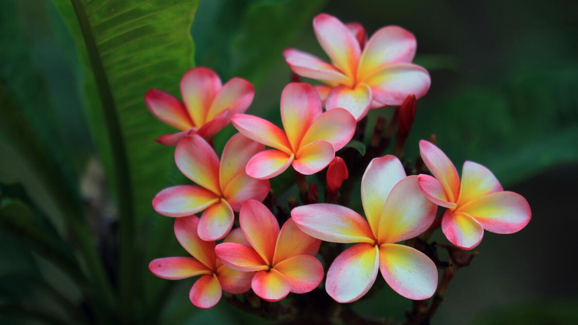 yellow and pink Plumeria flower