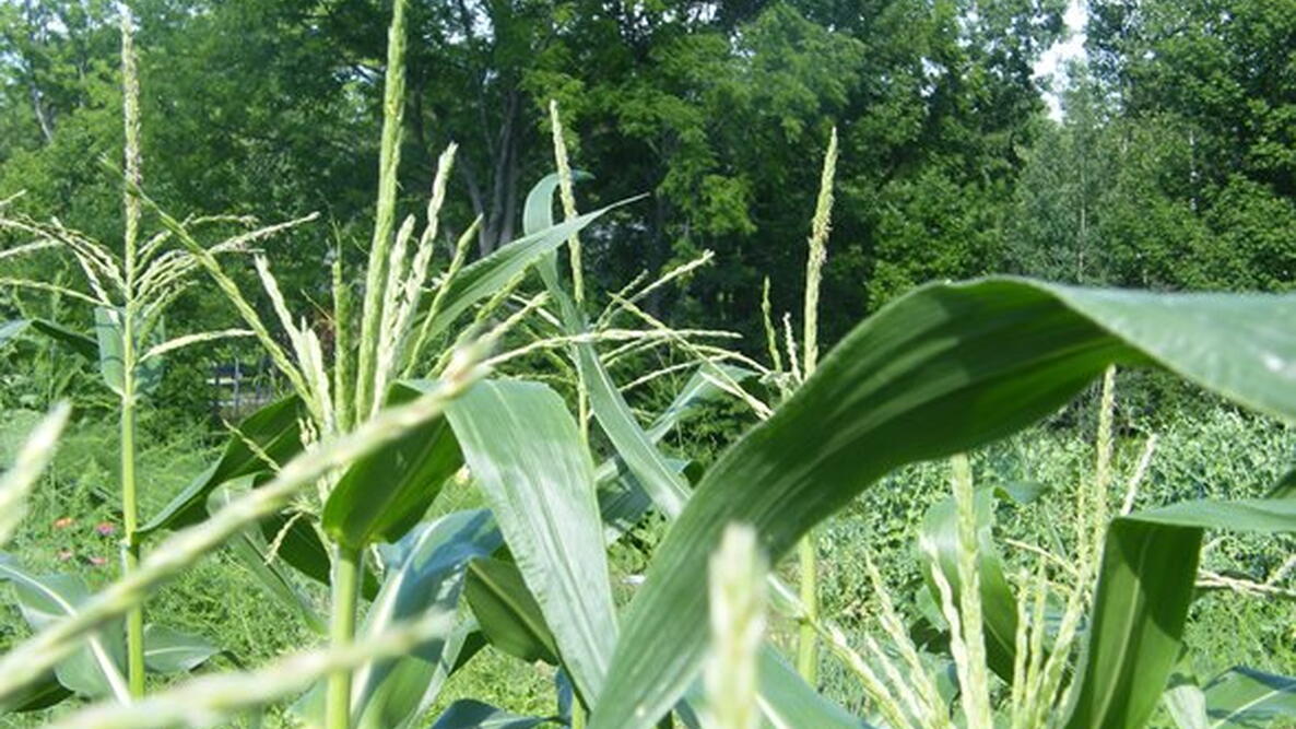 Midseason Corn 