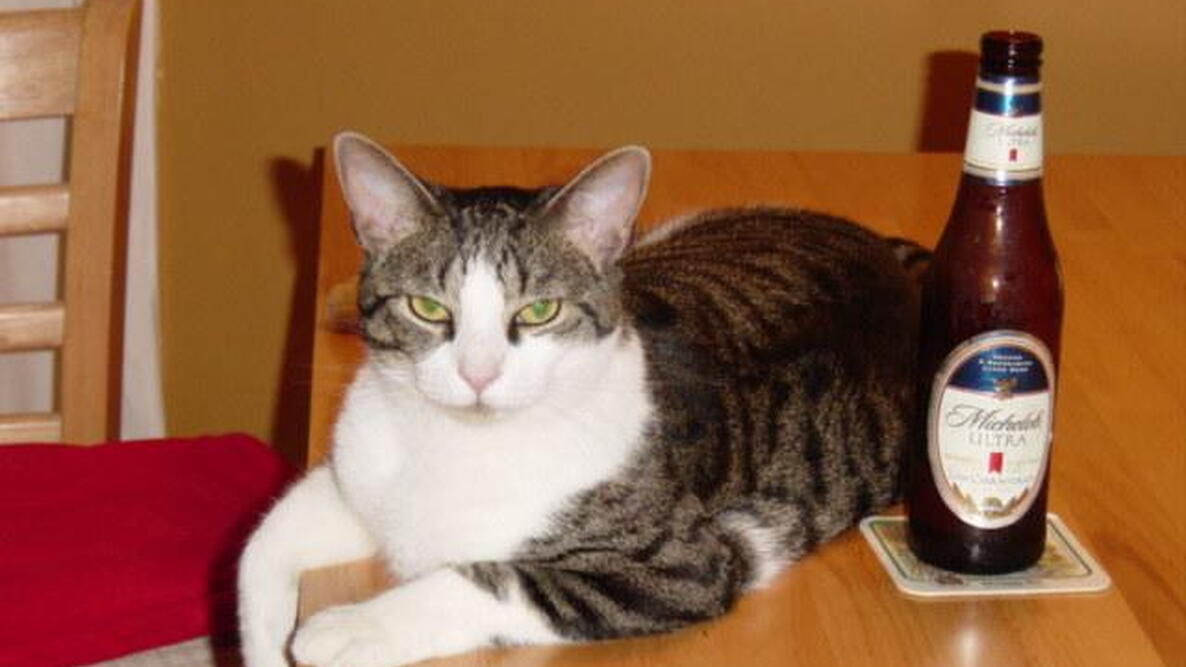 annoyed cat laying next to beer bottle