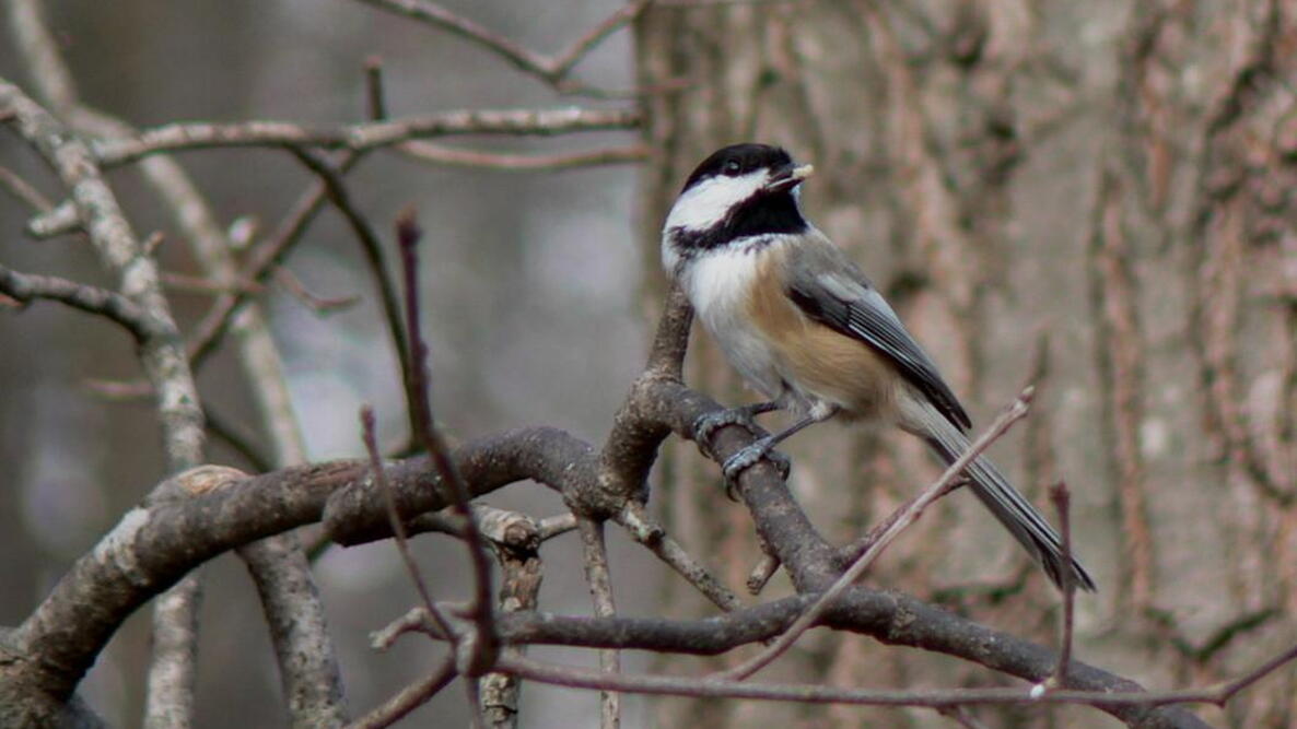 chickadee on branch