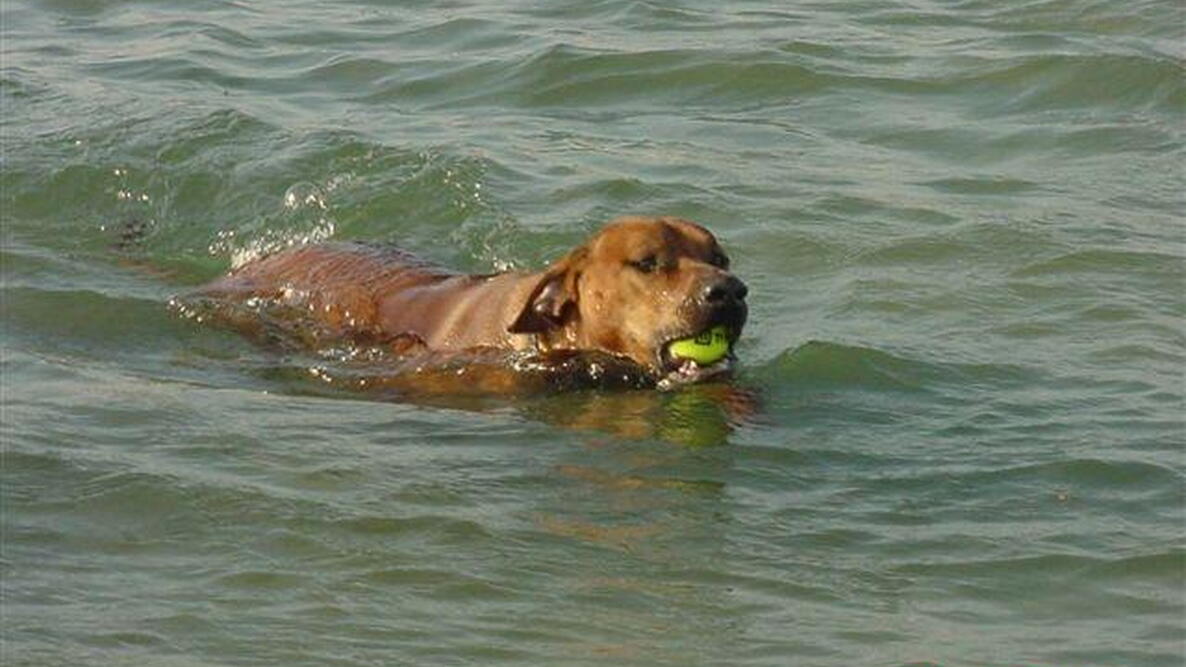 swimming dog with tennis ball in mouth