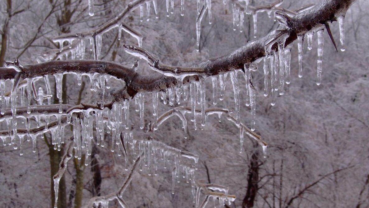 tree limbs encased in ice from an ice storm