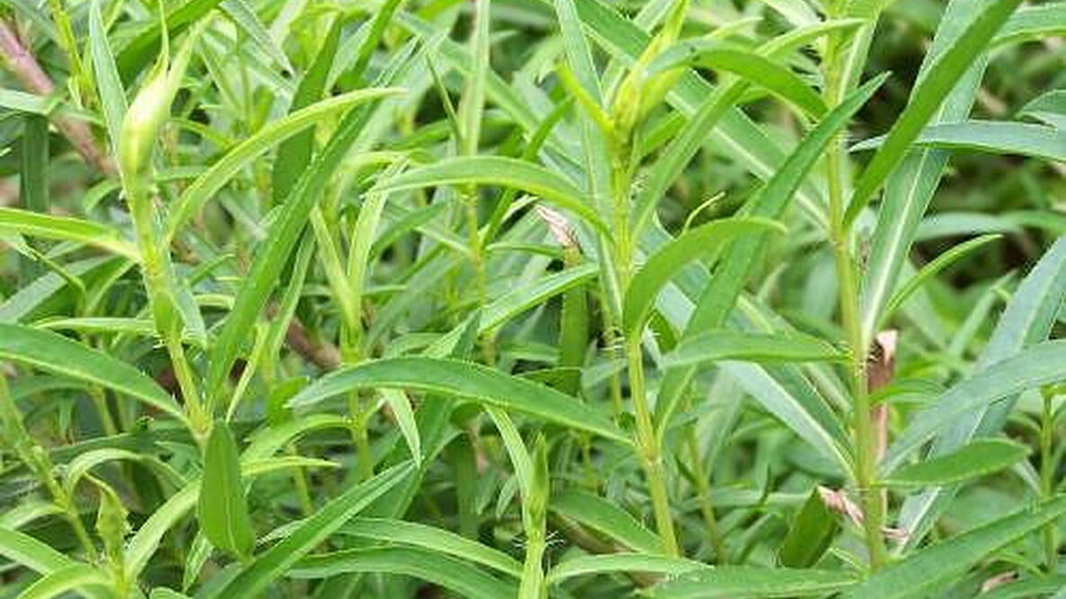 Tarragon in the garden