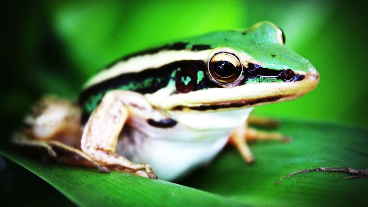 a tree Frog in the Rain