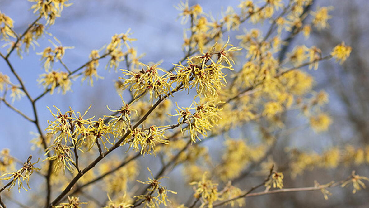 Witch Hazel branches and flowers