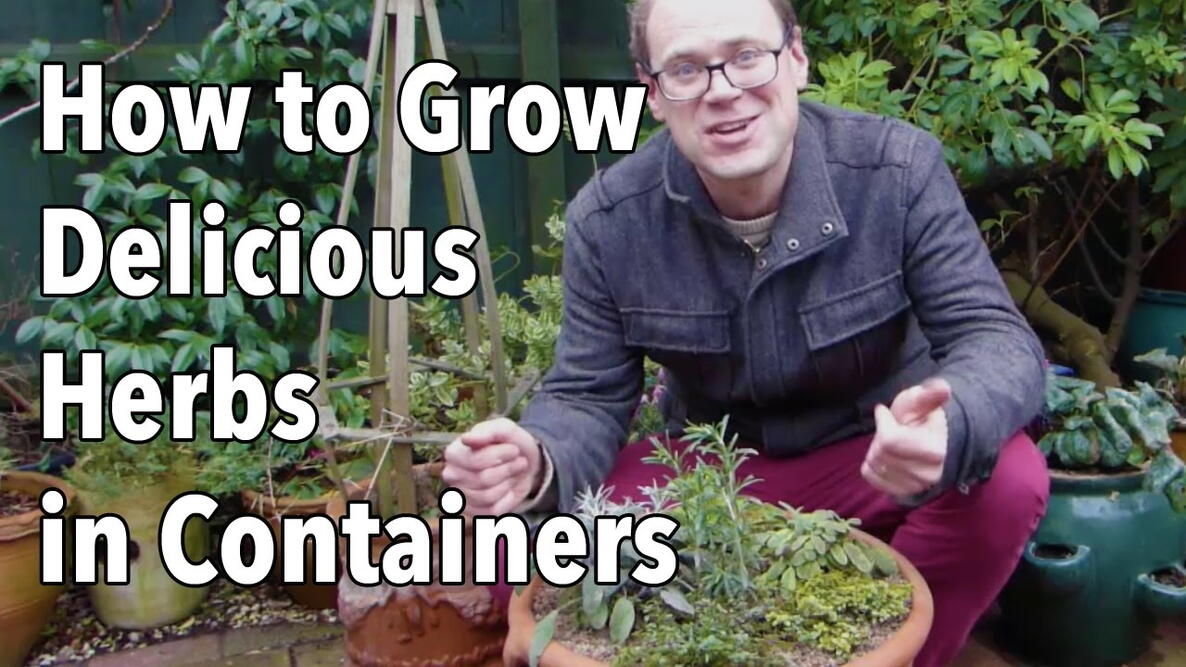 Embedded thumbnail for How to Plant Herbs in Pots: Which Herbs Go Together