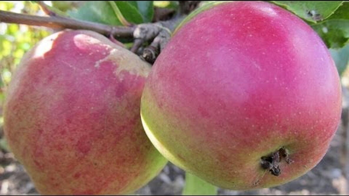 Embedded thumbnail for Planting Fruit Trees