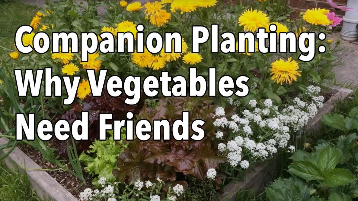 Embedded thumbnail for Flower Companion Planting: The Best Flowers for Vegetables