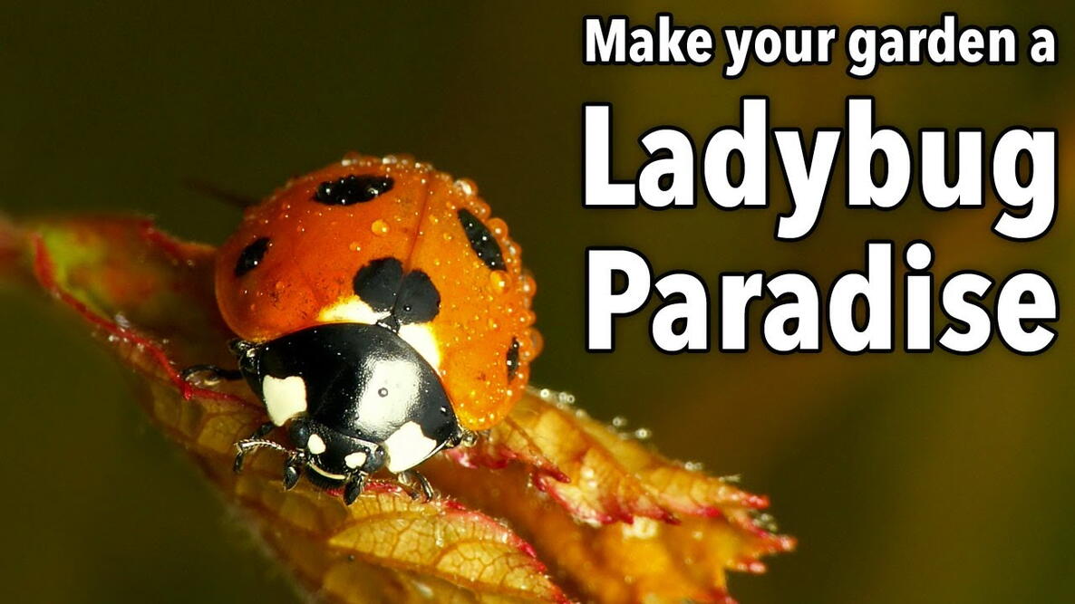 Embedded thumbnail for How to Attract Ladybugs for Natural Pest Control