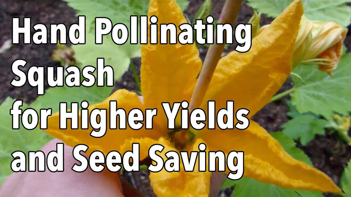 Embedded thumbnail for How to Hand-Pollinate Squash for Bigger Harvests