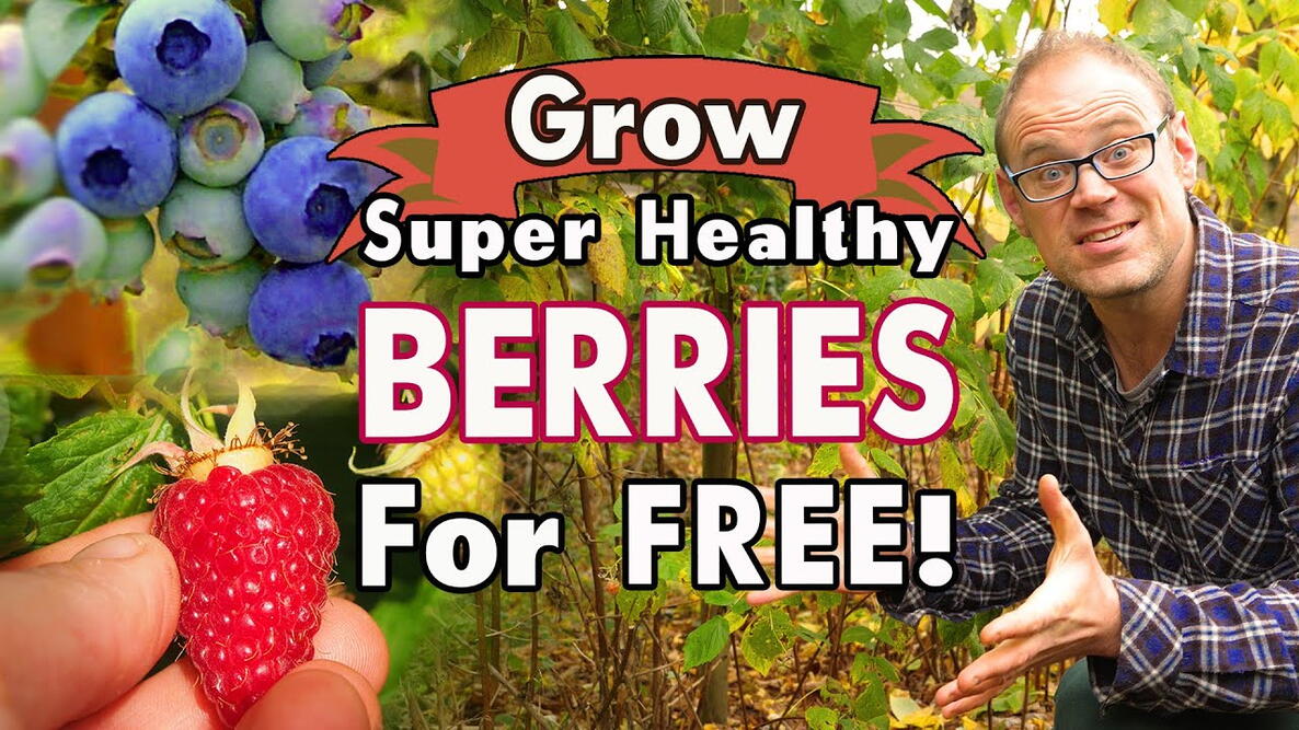 Embedded thumbnail for How to Take Fruit Bush Cuttings for New Plants!