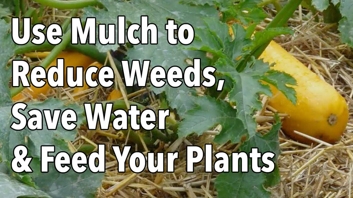 Mulching How to Mulch Your Garden Types of Mulch The Old Farmer's