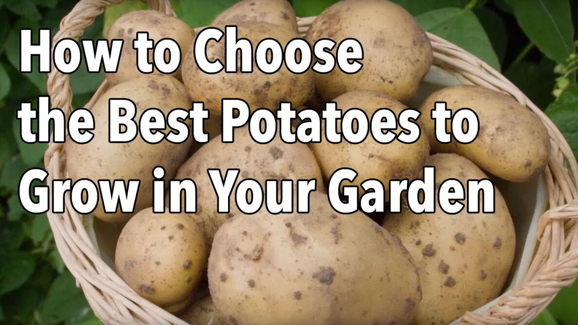 Embedded thumbnail for Choosing the Best Potato Varieties to Grow