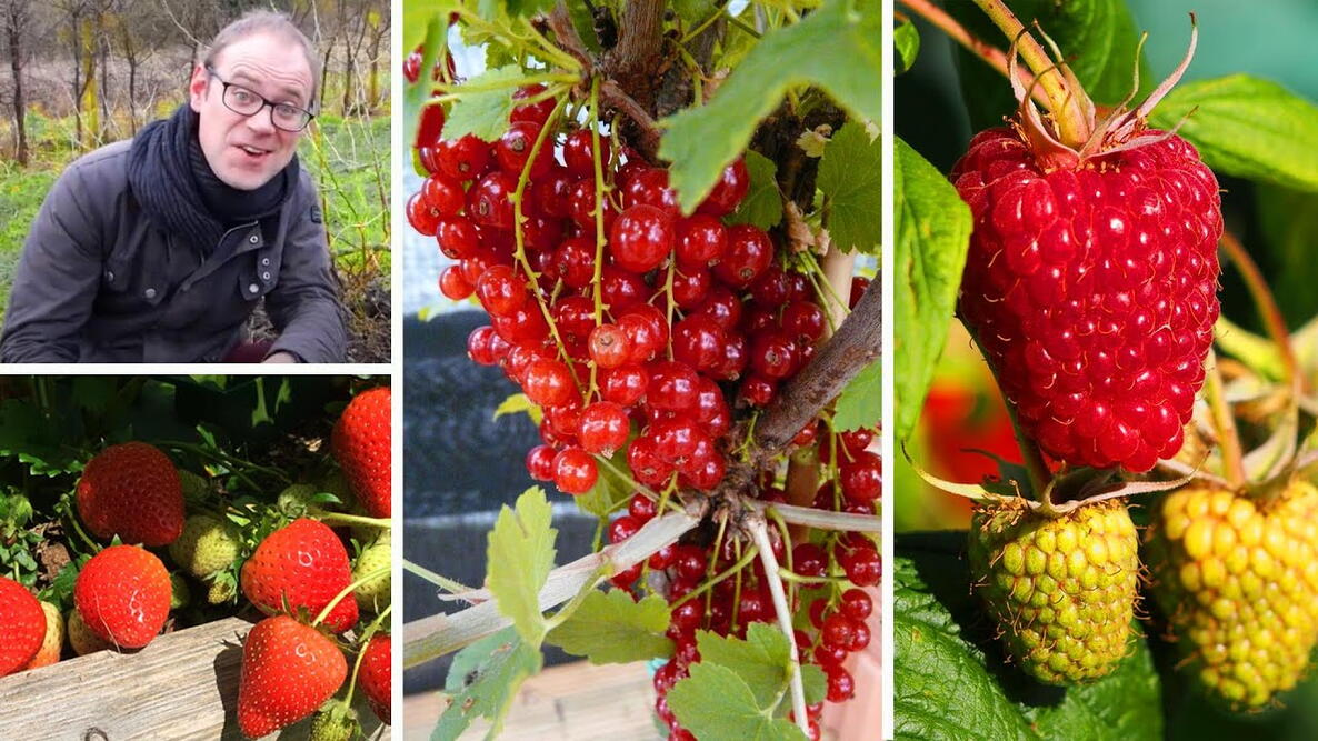 Embedded thumbnail for How to Grow Berries: Easy for Beginners