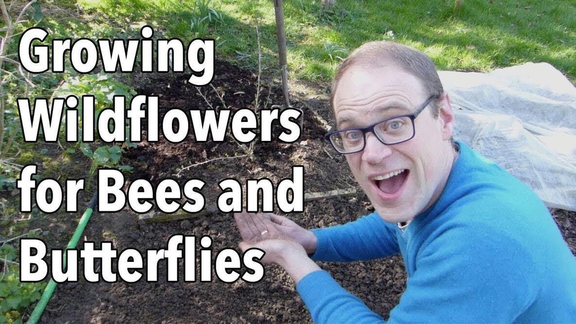 Embedded thumbnail for How to Plant Wildflowers for Bees and Butterflies