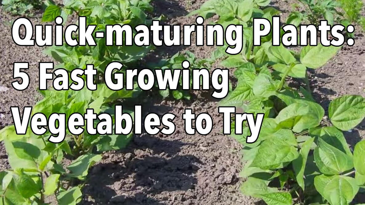 Embedded thumbnail for 5 Fast-Growing Vegetables to Try