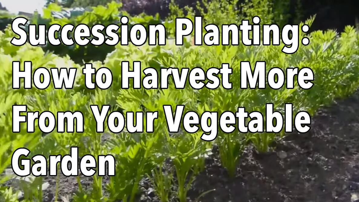 Embedded thumbnail for Succession Planting Guide: Grow More Crops Before Frost