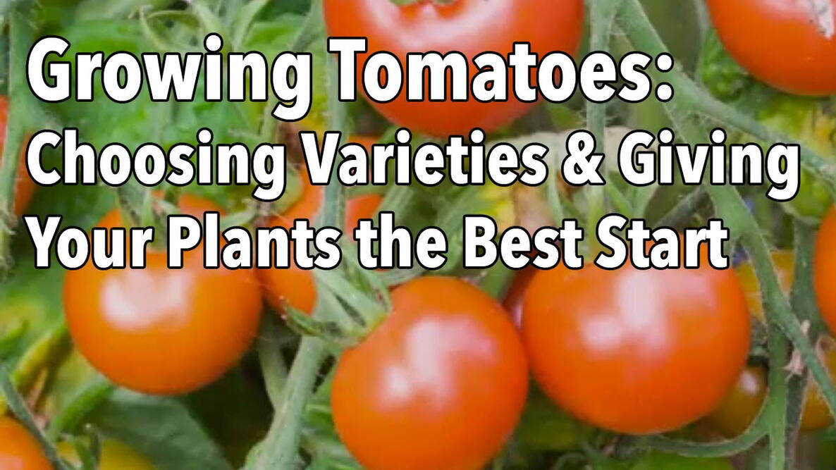 Embedded thumbnail for Choosing Tomato Varieties for Your Garden