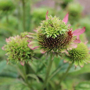 Echinacea plants with aster yellows disease