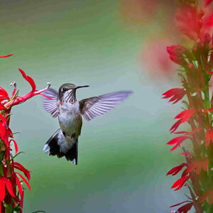 Juvenile male Ruby-throated Hummingbird feeding on a cardinal flower (Lobelia cardinalis) 