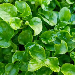 Fresh, peppery watercress—one of nature’s most nutrient-packed greens