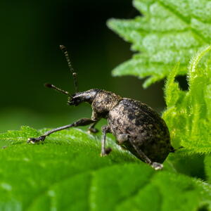 A black vine weevil on a privet leaf