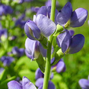Baptisia australis (Blue Wild Indigo) Native North American Prairie Wildflower
