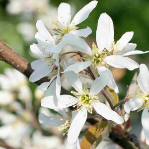 branch of Amelanchier lamarckii with white flowers