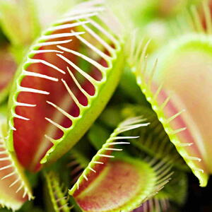 Venus Flytrap Close-up