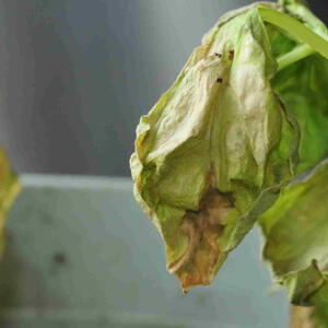Basil seedlings wilting and dying from Verticillium wilt infection