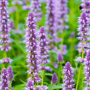 Anise Hyssop Flower