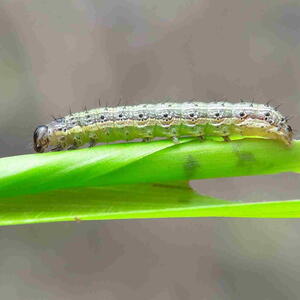 Armyworm on leaf
