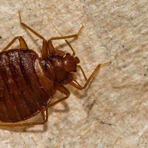 A Close up of a Bed Bug (Cimex lectularius)