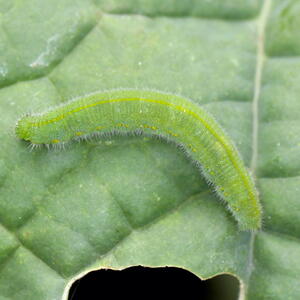 cabbage worm on a cabbage leaf