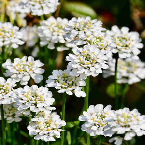 White blooming flower (Iberis sempervirens) seen in early spring