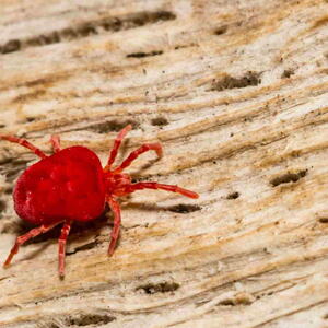 Chiggers (Mites)