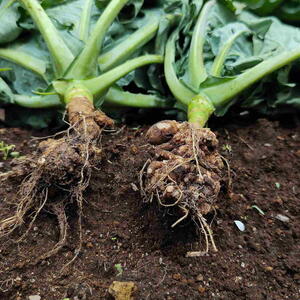 Cabbage plants showing symptoms of clubroot disease (Plasmodiophora brassicae), characterized by swollen, deformed roots,a serious soil-borne disease affecting Brassicaceae crops